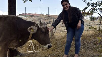 Bayburt'tan kaçan inek Gümüşhane'de bulundu