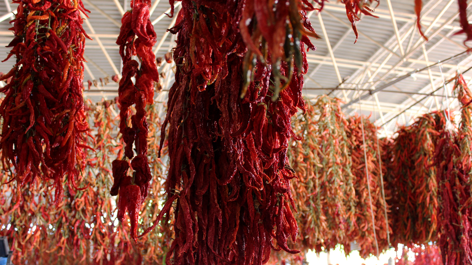 Tazesi 10, kurusunun kilosu 100 liradan satılıyor