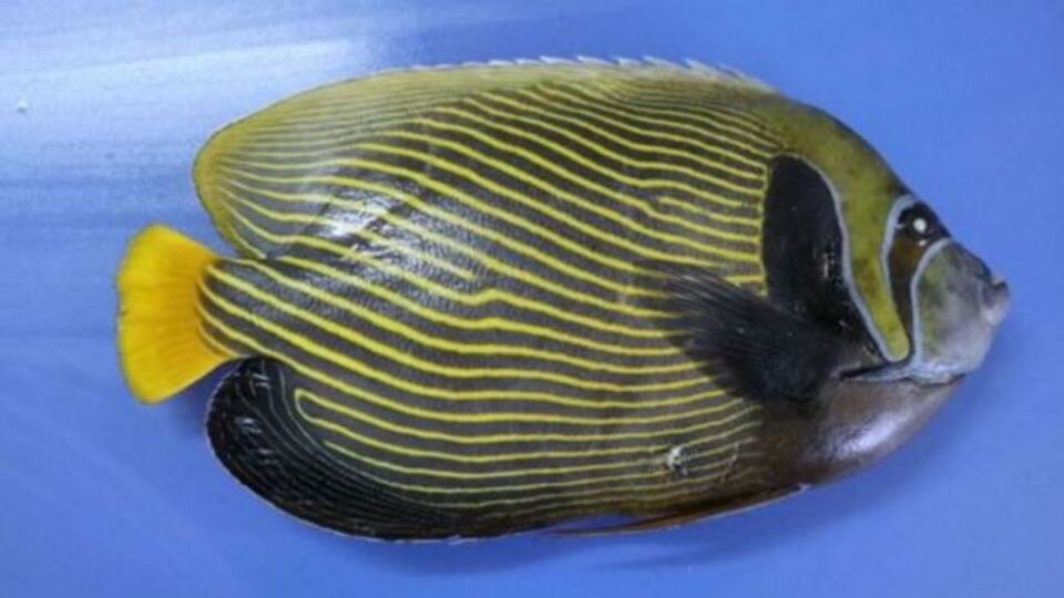 Denizden Fenerbahçe çıktı