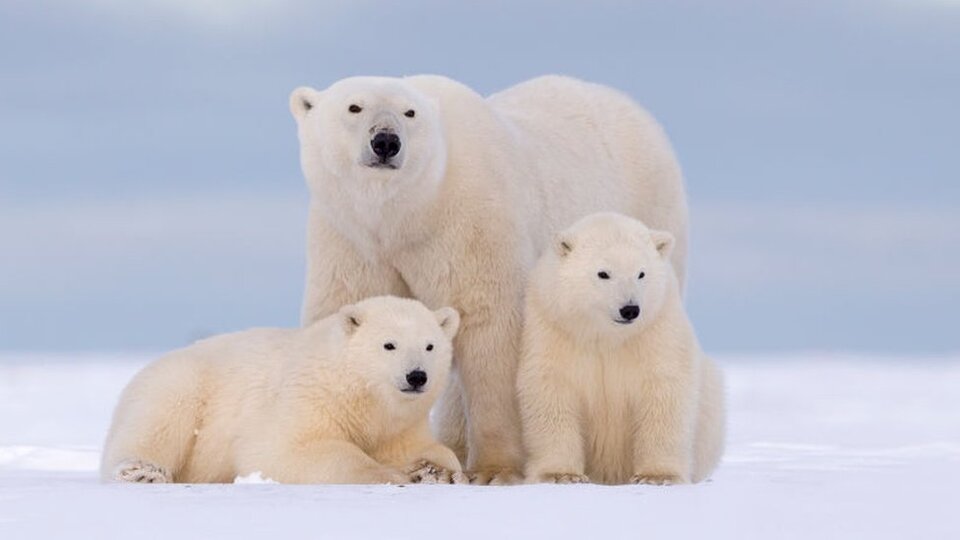 Trump, Alaska'da koruma altındaki bölgelerde petrol sondajına izin verecek