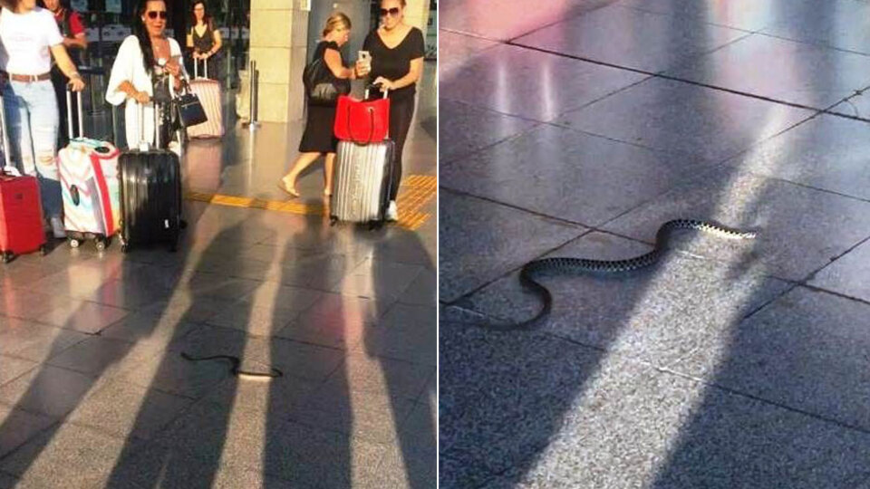 Havalimanına valizle geldi, ortalığı birbirine kattı