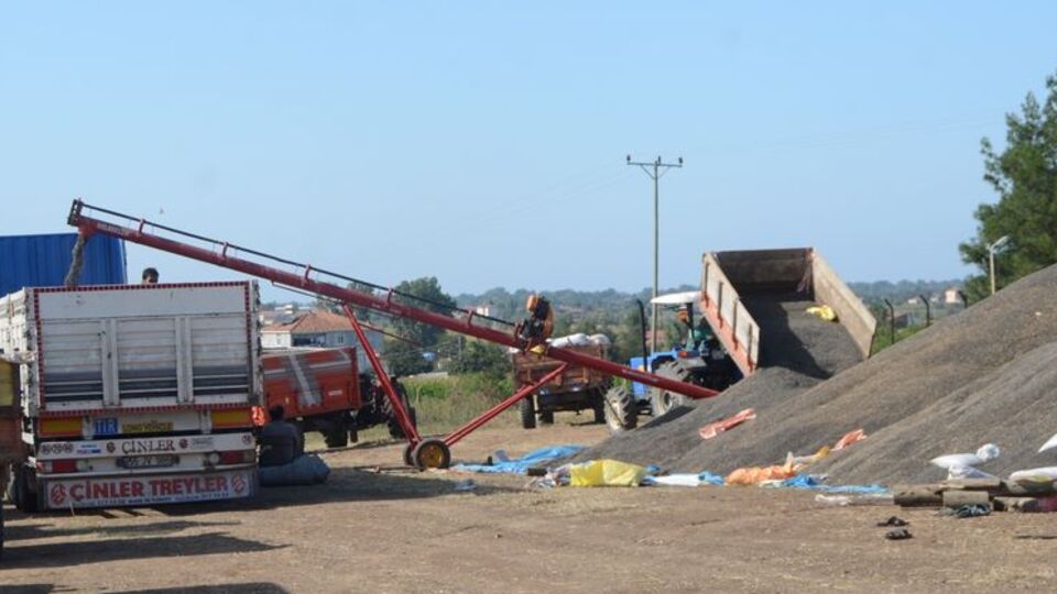 Ayçiçeği üreticileri fiyatlardan memnun değil