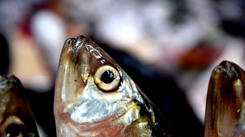 20 yıldır böylesi görülmedi!