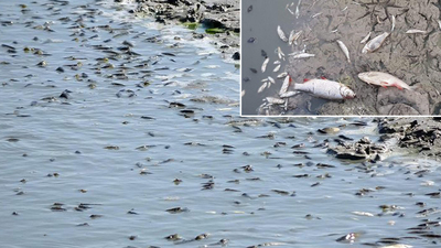 Yürek yakan olay! Binlerce balık öldü!