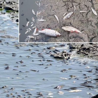 Yürek yakan olay! Binlerce balık öldü!