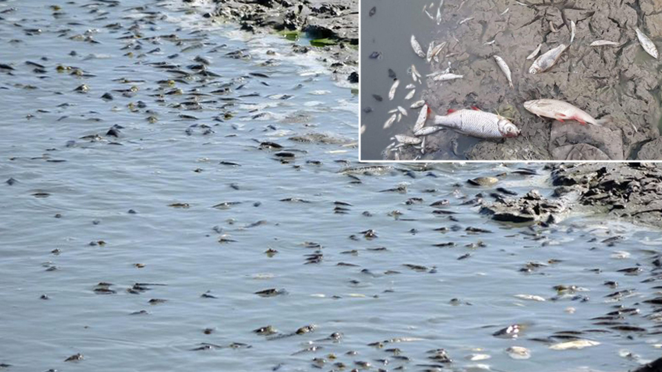 Yürek yakan olay! Binlerce balık öldü!