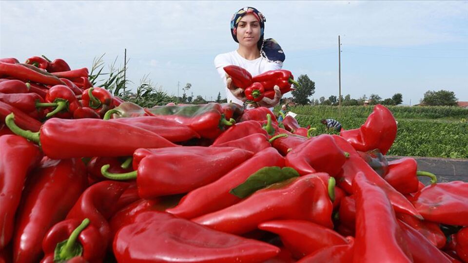 Tarlada toplanmadan alıcı buluyor!