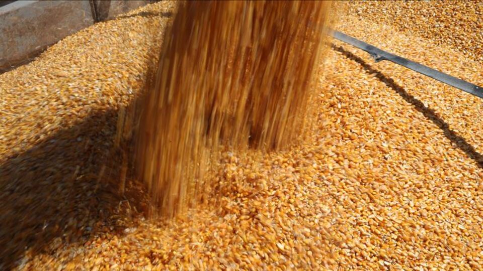 Mısır yatırımcısını üzdü, nikel sevindirdi