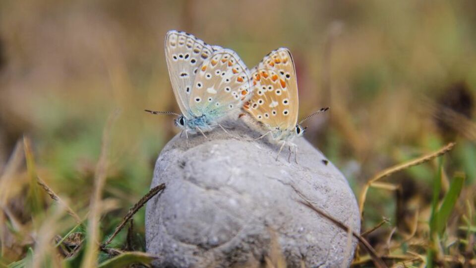 Tarifsiz güzellik! Göz kamaştırıyor