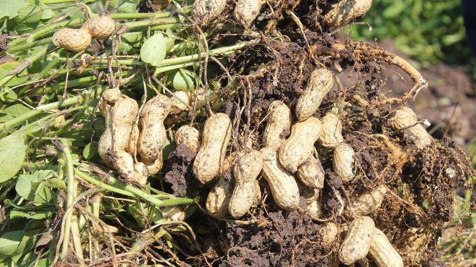 Fiyatı çiftçiyi rahatlattı