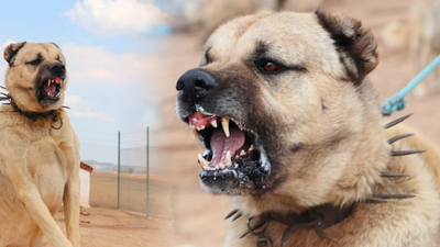 Teröre Kangal önlemi!