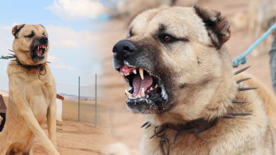 Teröre Kangal önlemi!