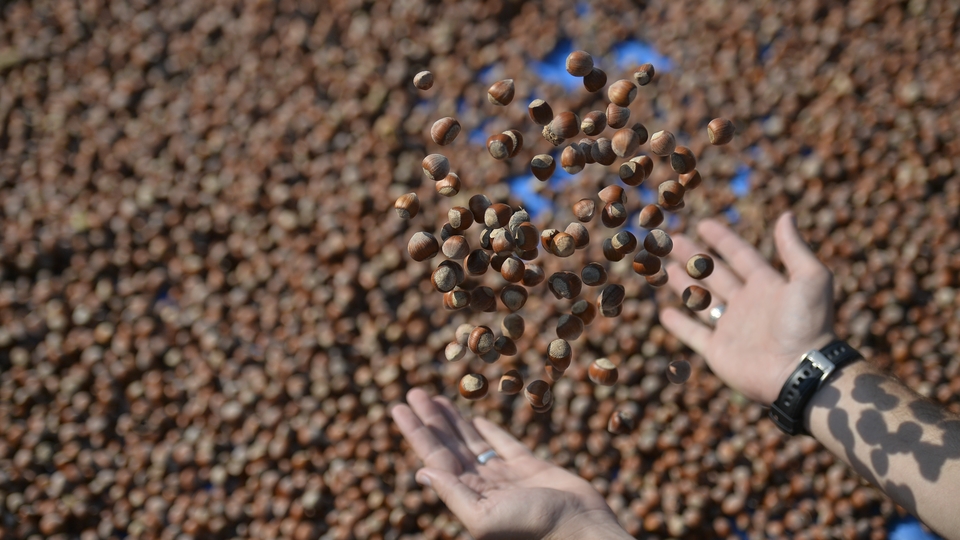 Giresun'da fındık fiyatları yükseldi