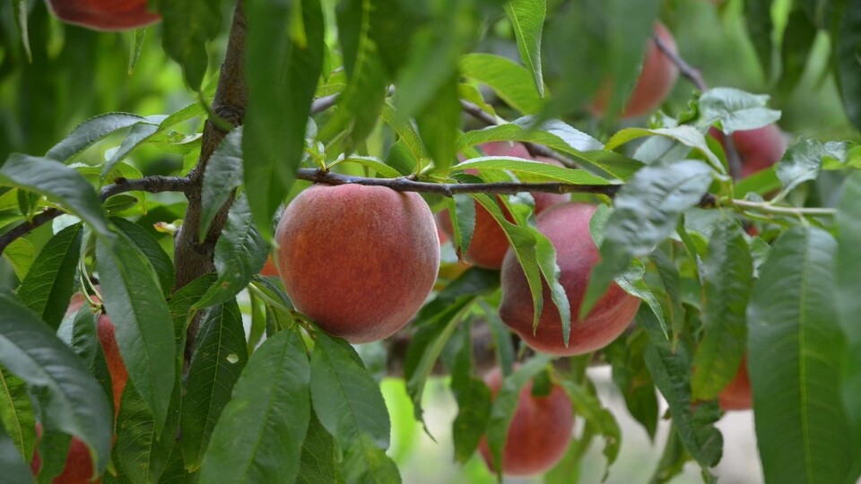 Rusya'ya şeftali ihracatı iki kat artacak