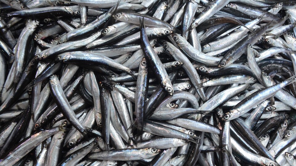 Denizden hamsi fışkırdı, fiyatlar 10 liraya düştü