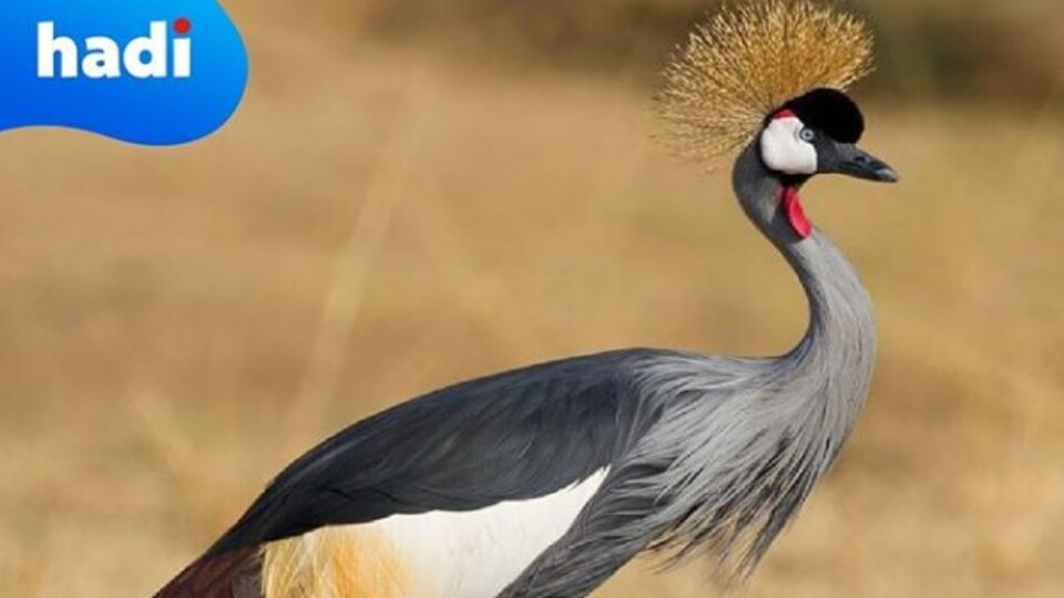 17 Eylül Hadi ipucu sorusu ve cevabı