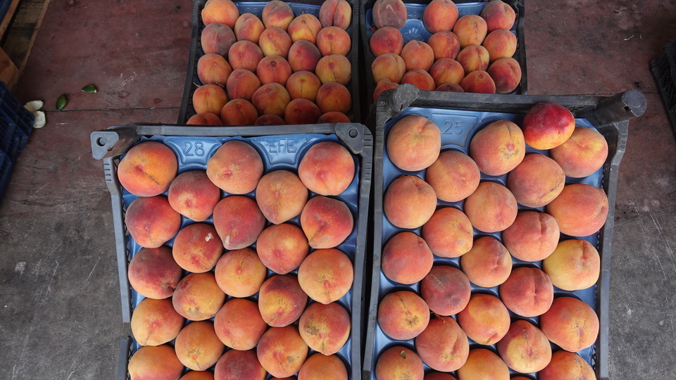 Rusya'ya 70,5 milyon dolarlık yaş meyve sebze