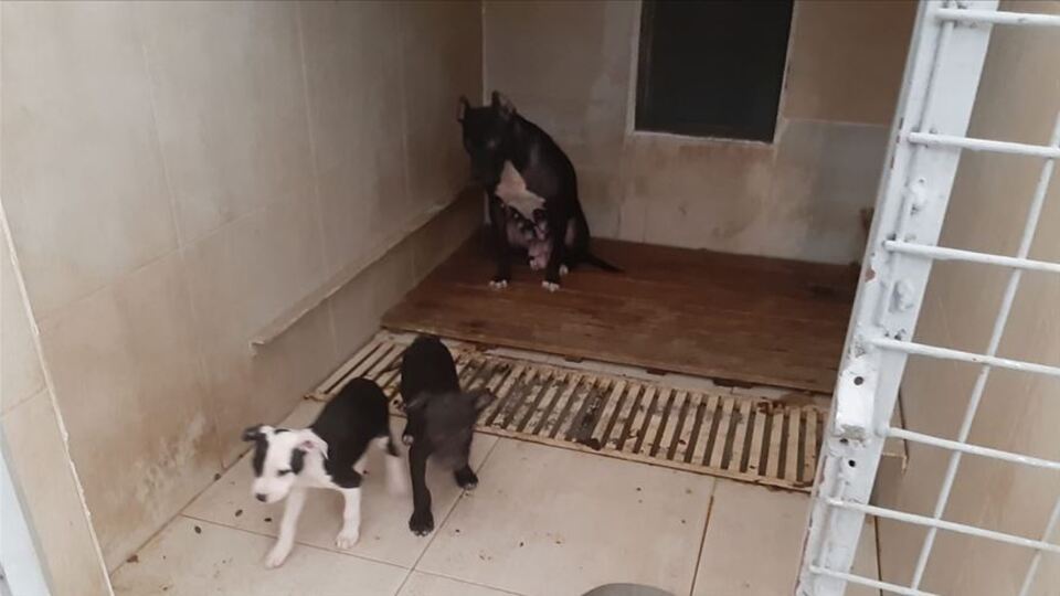 'Pitbull' besleyen kişiye rekor ceza