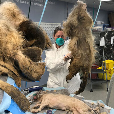 Tüylerin altından bakın ne çıktı...