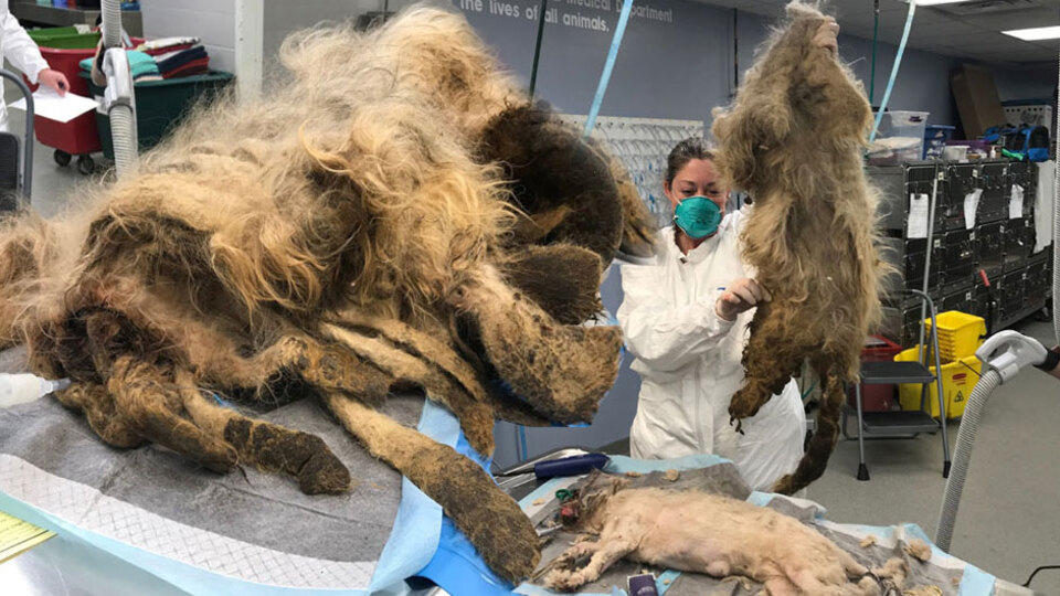 Tüylerin altından bakın ne çıktı...