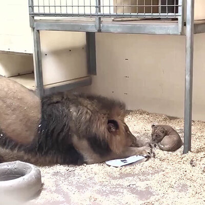 Yavrusuyla ilk kez karşılaştı!