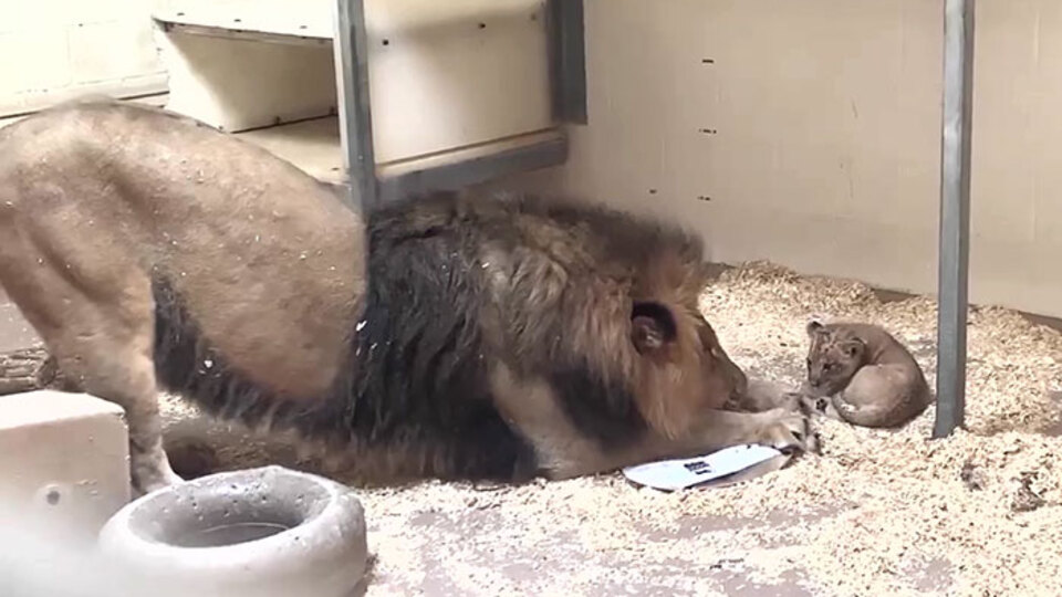 Yavrusuyla ilk kez karşılaştı!