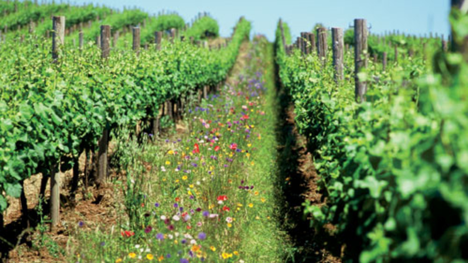 Organik tarıma EBRD desteği