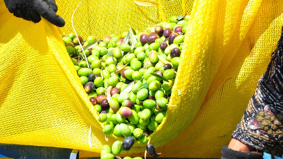 Marmarabirlik'te rekolte beyan dönemi başladı