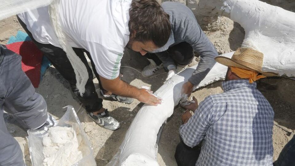 7,5 milyon yıllık fosili böyle götürdüler