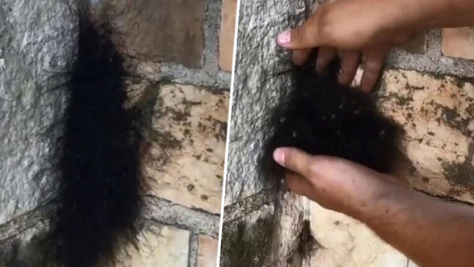 Başta tüy yumağı sandı... İnanamadı!