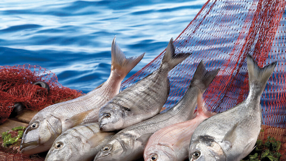 Hayvansal ürünlerde ihracat artıyor