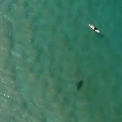 Köpek balığı saldırısından böyle kurtuldu!