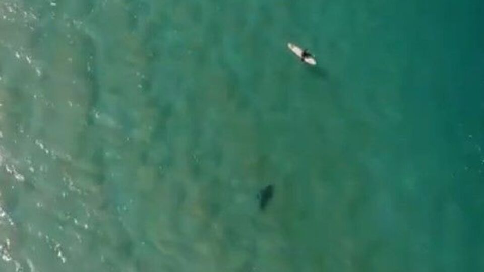 Köpek balığı saldırısından böyle kurtuldu!