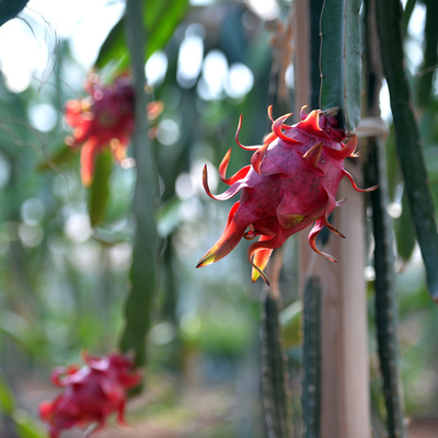 Tanesi 15 liradan yok sattı!