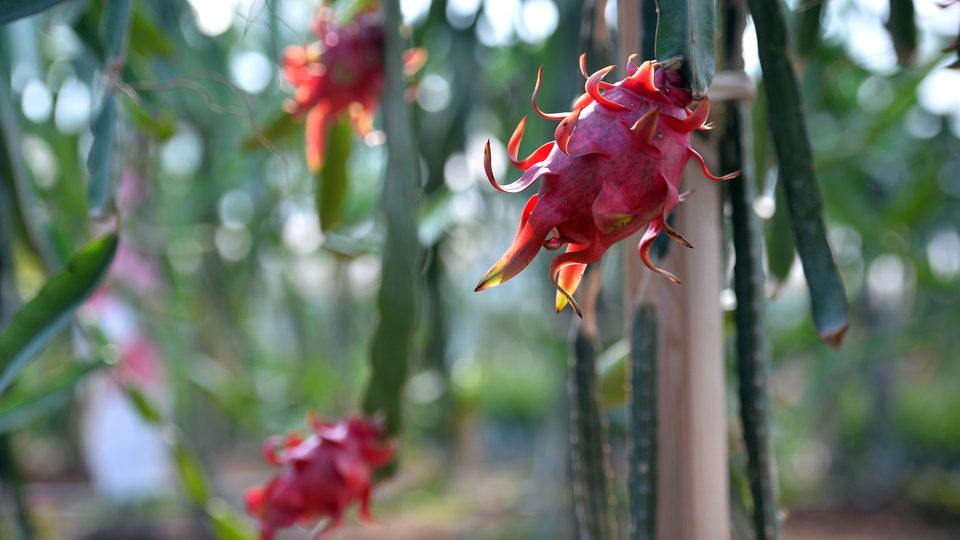 Tanesi 15 liradan yok sattı!