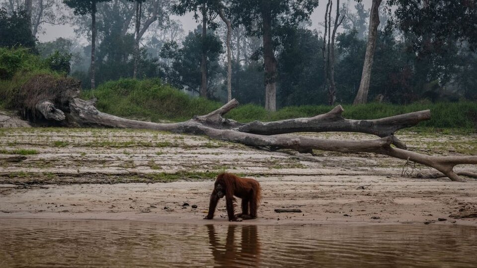 Borneo ve Sumatra'daki orman yangınları nedeniyle yaşam savaşı veren orangutanlar