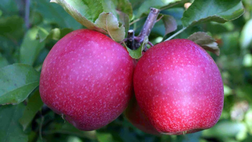 Hedef 10 bin ton ihracat