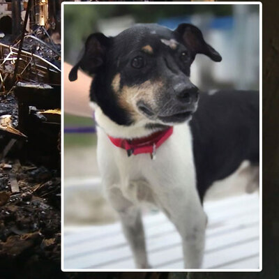 Kahraman köpek gözyaşlarına boğdu!