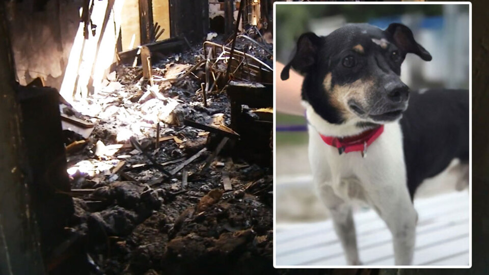 Kahraman köpek gözyaşlarına boğdu!