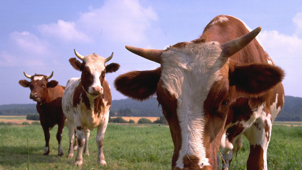 Türkiye'nin hayvan varlığı 70 milyona yaklaştı