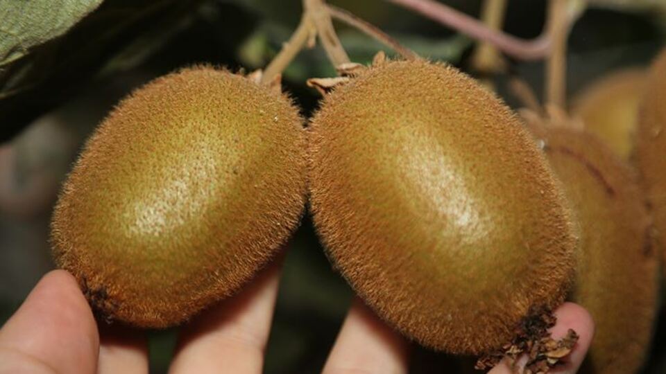 Dalındayken satılıyor! Tescillendi