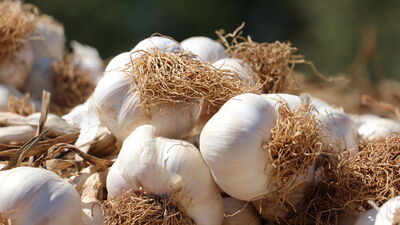 Sarımsağın faydaları nelerdir?