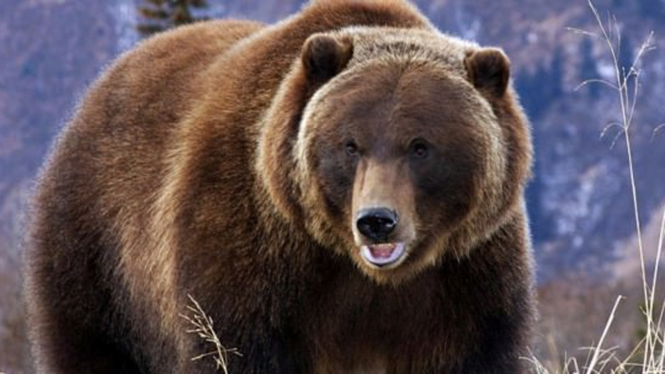 Ayı saldırısına uğrayan yaşlı adam hayatını kaybetti