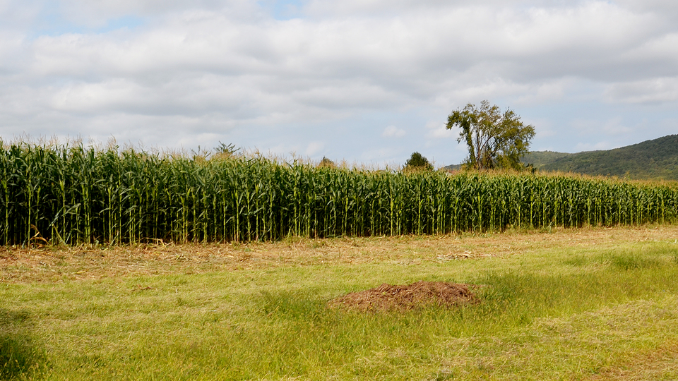 Tarım ve Orman'da 25 yıllık yol haritası oluşacak