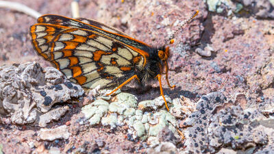 50 yıl sonra görüldü! Yaşı: 12 bin! Dönemi: Buzul Çağı!