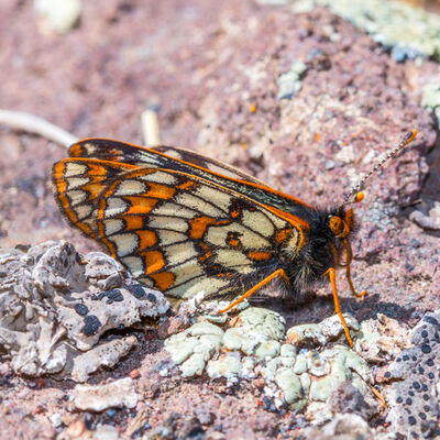 50 yıl sonra görüldü! Yaşı: 12 bin! Dönemi: Buzul Çağı!