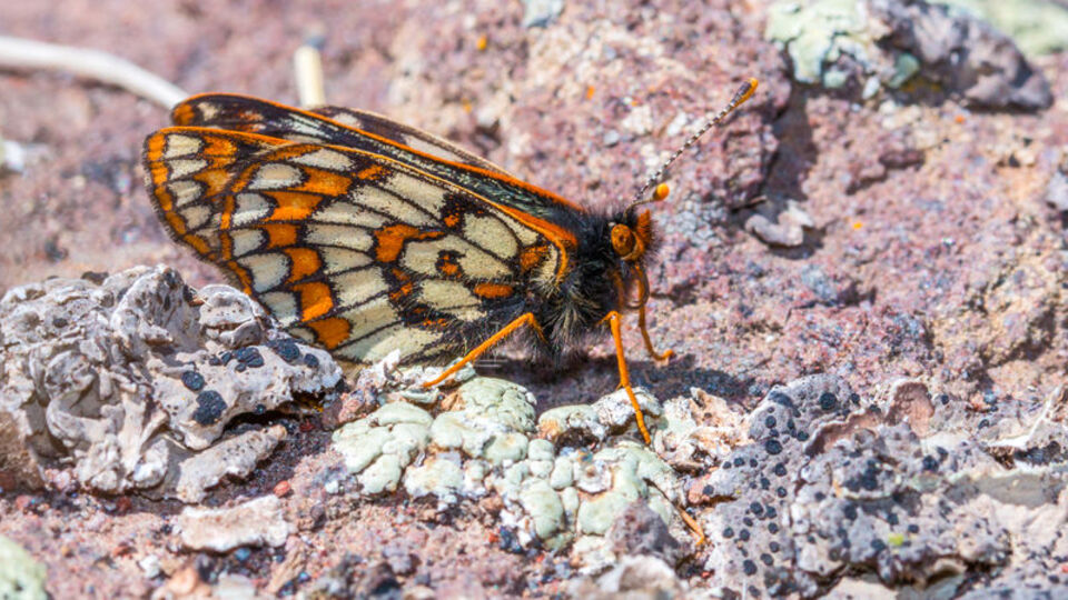 50 yıl sonra görüldü! Yaşı: 12 bin! Dönemi: Buzul Çağı!