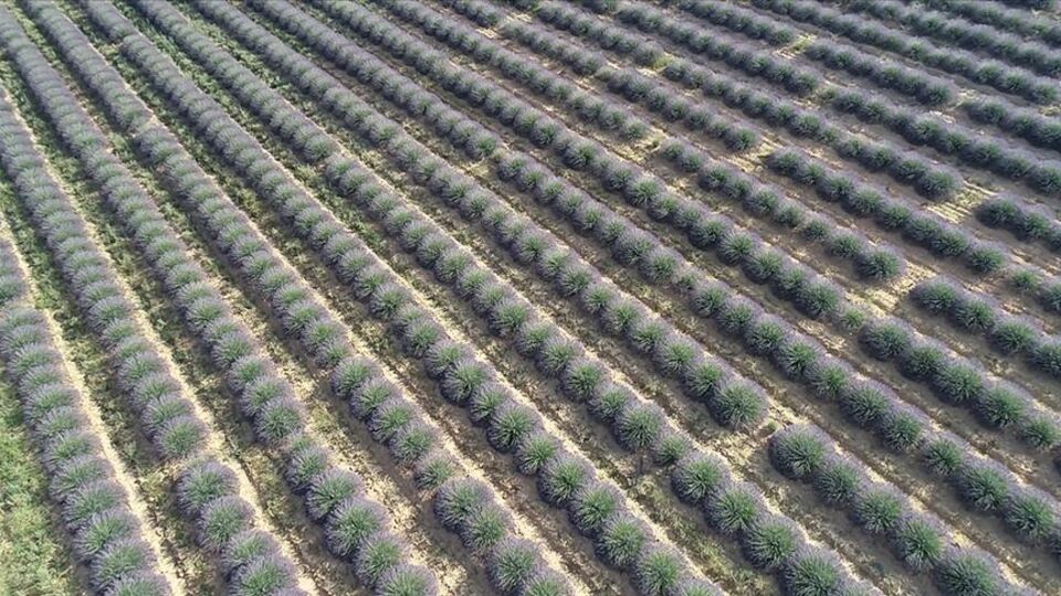 Hazine arazileri kiraya veriliyor