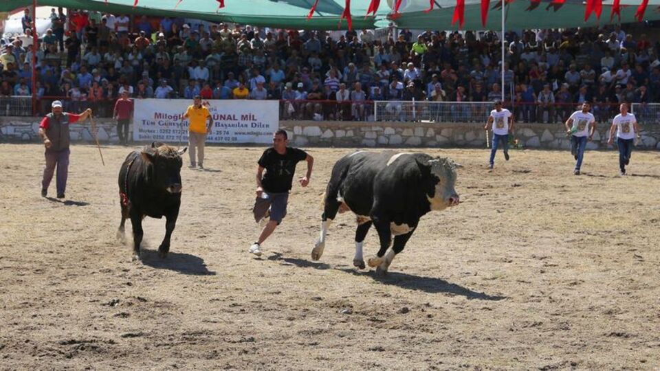Kaçan 2 boğa, kadın seyirciyi hastanelik etti