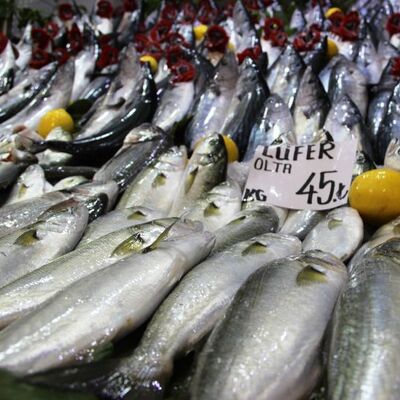 Balıkçıların gözü "prens"te!